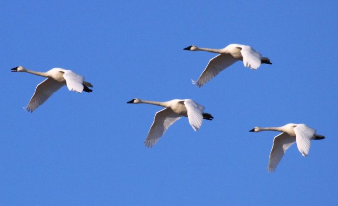 migration